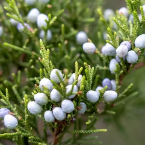 Tinh dầu hoàng đàn/tuyết tùng (Cedarwood Essential Oil)