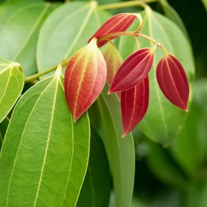 Tinh dầu lá quế (Cinnamon Leaf Essential Oil)