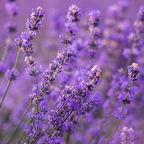 Tinh dầu lavender (Lavender Essential Oil)