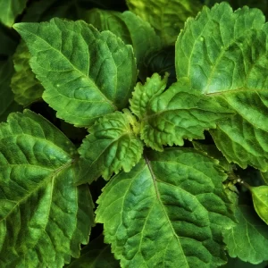 Tinh dầu hoắc hương (Patchouli Essential Oil)