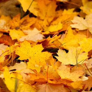 Fallen Leaves Fragrance Oil