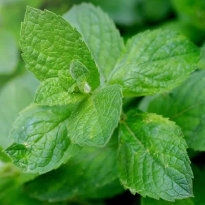 Tinh dầu bạc hà (Peppermint Essential Oil)