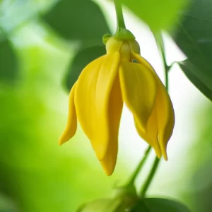 Ylang Ylang Essential Oil - Tinh dầu Hoa Ngọc Lan Tây