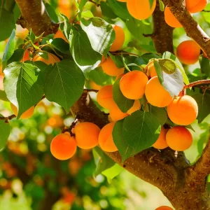 Apricot Grove Fragrance Oil