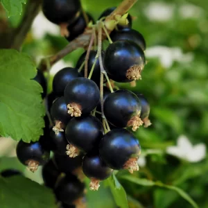 Black Currant and Jasmine Fragrance Oil