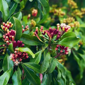 Tinh dầu lá đinh hương (Clove Leaf Essential Oil)