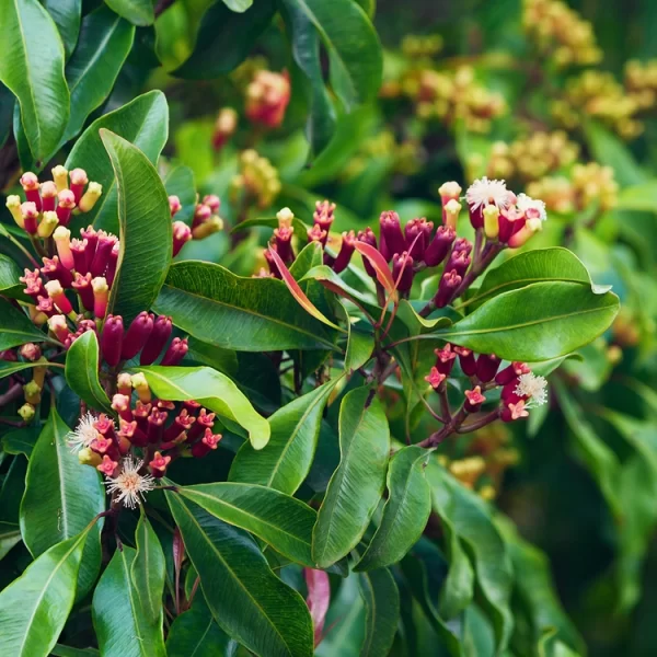 Tinh dầu lá đinh hương (Clove Leaf Essential Oil)