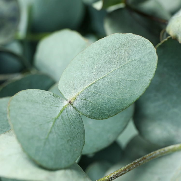 Tinh dầu bạch đàn (Eucalyptus Blue Gum Essential Oil)