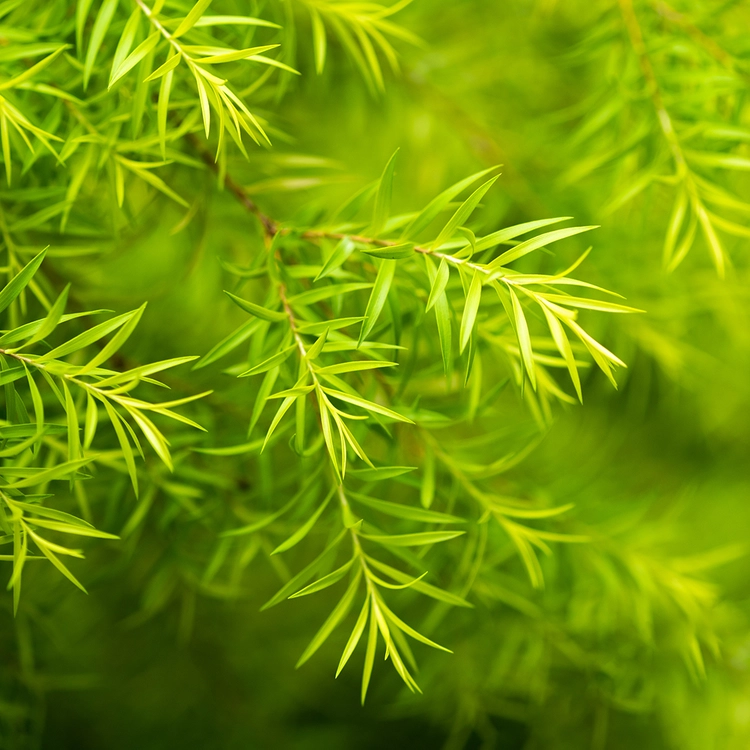 tinh dầu tràm trà (Tea Tree)