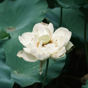 White Lotus hương liệu làm nến
